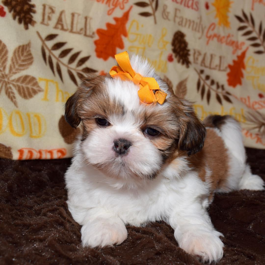 Cookie, 11-week-old female Shih Tzus puppy
